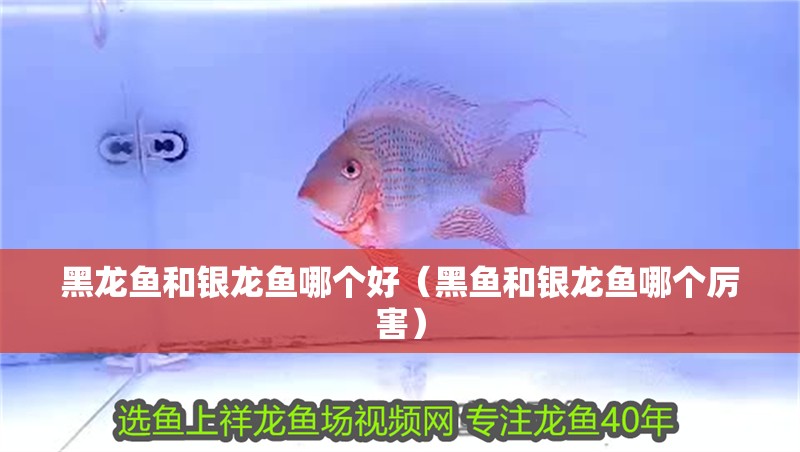 黑龍魚(yú)和銀龍魚(yú)哪個(gè)好（黑魚(yú)和銀龍魚(yú)哪個(gè)厲害）