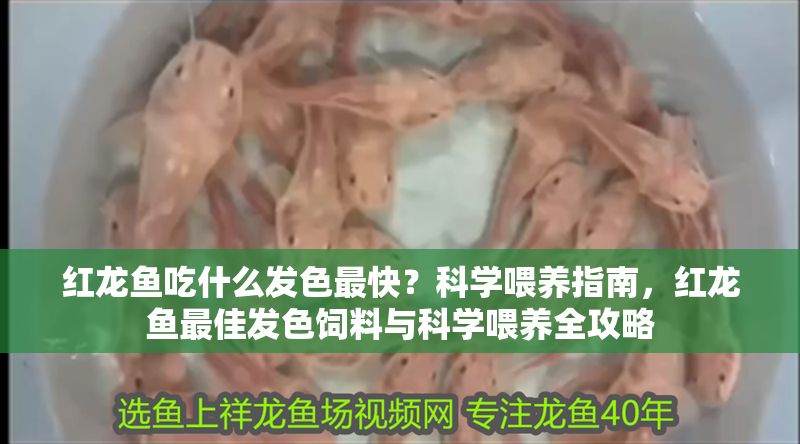 紅龍魚吃什么發色最快？科學喂養指南，紅龍魚最佳發色飼料與科學喂養全攻略