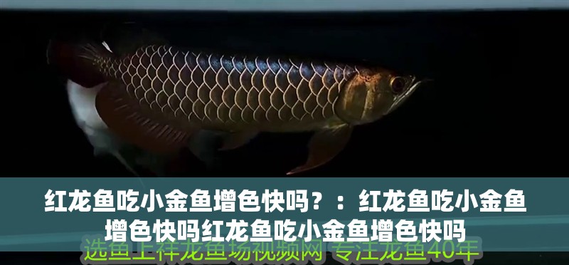 紅龍魚吃小金魚增色快嗎？：紅龍魚吃小金魚增色快嗎紅龍魚吃小金魚增色快嗎