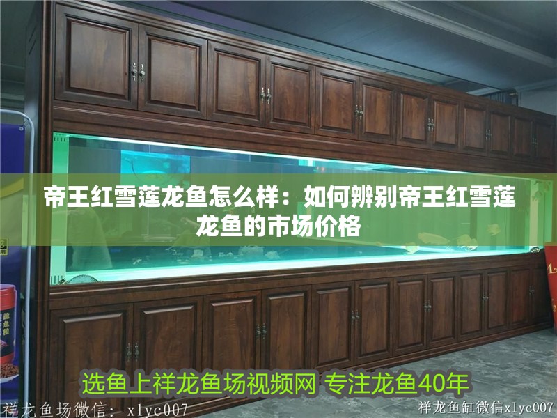 帝王紅雪蓮龍魚怎么樣：如何辨別帝王紅雪蓮龍魚的市場價格