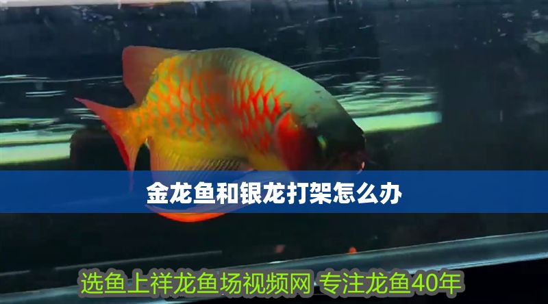 金龍魚和銀龍打架怎么辦