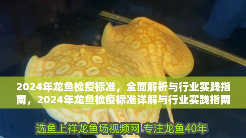 2024年龍魚檢疫標準，全面解析與行業實踐指南，2024年龍魚檢疫標準詳解與行業實踐指南