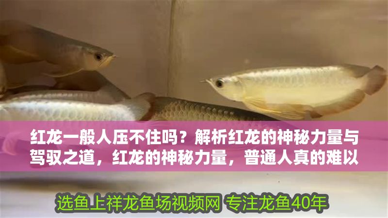 紅龍一般人壓不住嗎？解析紅龍的神秘力量與駕馭之道，紅龍的神秘力量，普通人真的難以駕馭嗎？