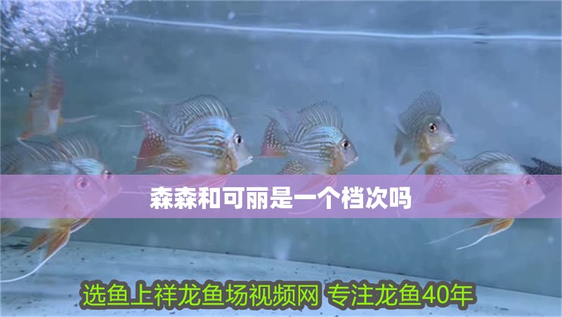 森森和可麗是一個檔次嗎