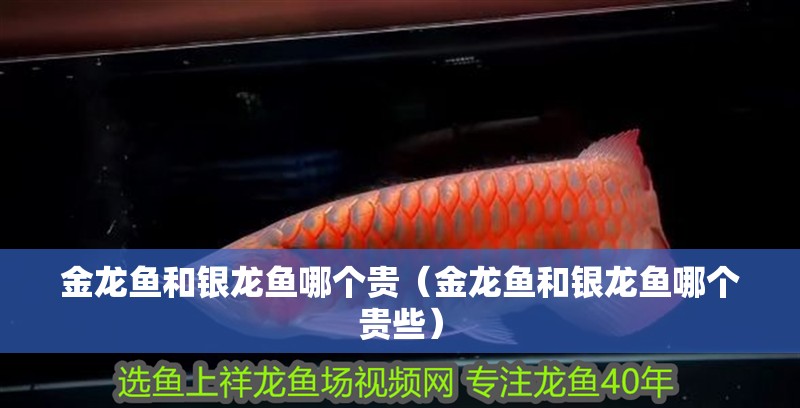 金龍魚和銀龍魚哪個貴（金龍魚和銀龍魚哪個貴些）