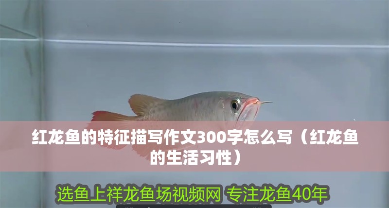 紅龍魚的特征描寫作文300字怎么寫（紅龍魚的生活習性）