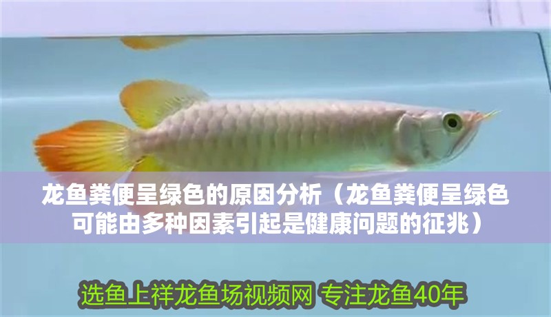 龍魚糞便呈綠色的原因分析（龍魚糞便呈綠色可能由多種因素引起是健康問題的征兆） 龍魚糞便呈綠色的原因分析（龍魚糞便呈綠色可能由多種因素引起是健康問題的征兆） 龍魚百科