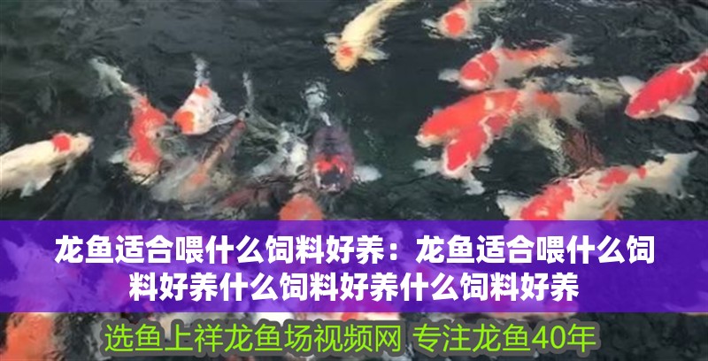 龍魚(yú)適合喂什么飼料好養(yǎng)：龍魚(yú)適合喂什么飼料好養(yǎng)什么飼料好養(yǎng)什么飼料好養(yǎng)
