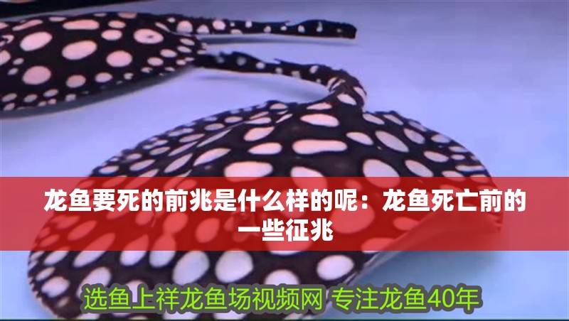 龍魚要死的前兆是什么樣的呢：龍魚死亡前的一些征兆
