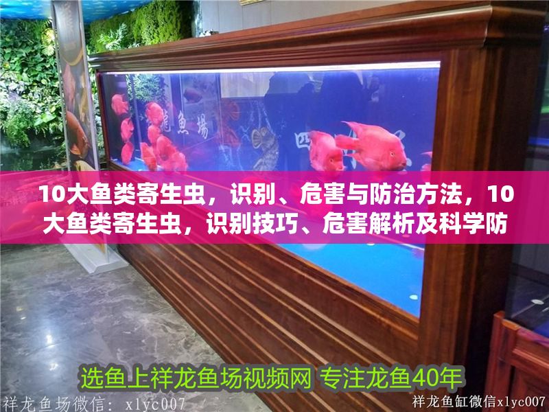 10大魚類寄生蟲，識別、危害與防治方法，10大魚類寄生蟲，識別技巧、危害解析及科學防治方法 10大魚類寄生蟲，識別、危害與防治方法，10大魚類寄生蟲，識別技巧、危害解析及科學防治方法 龍魚常見疾病 第1張