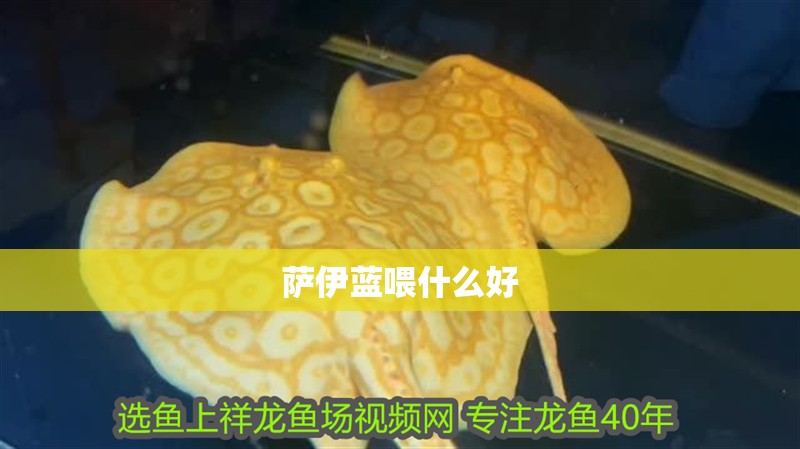 薩伊藍喂什么好