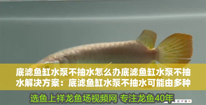 底濾魚缸水泵不抽水怎么辦底濾魚缸水泵不抽水解決方案：底濾魚缸水泵不抽水可能由多種原因引起搜索結果整理 底濾魚缸水泵不抽水怎么辦底濾魚缸水泵不抽水解決方案：底濾魚缸水泵不抽水可能由多種原因引起搜索結果整理 魚缸百科
