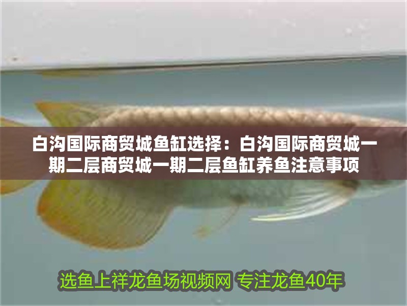 白溝國際商貿城魚缸選擇：白溝國際商貿城一期二層商貿城一期二層魚缸養魚注意事項