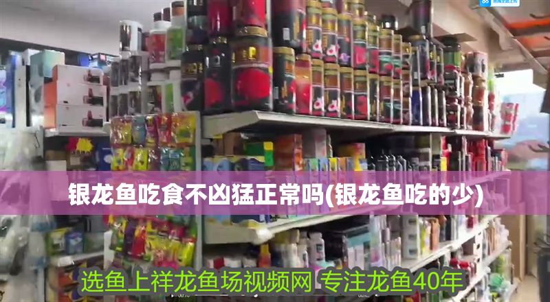 銀龍魚吃食不兇猛正常嗎(銀龍魚吃的少)