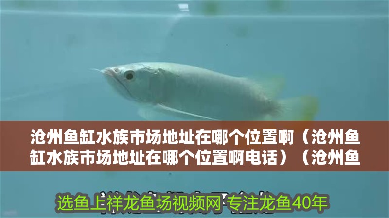 滄州魚缸水族市場地址在哪個位置啊（滄州魚缸水族市場地址在哪個位置啊電話）（滄州魚缸水族市場地址在哪個位置啊） 滄州魚缸水族市場地址在哪個位置啊（滄州魚缸水族市場地址在哪個位置啊電話）（滄州魚缸水族市場地址在哪個位置啊） 魚缸百科
