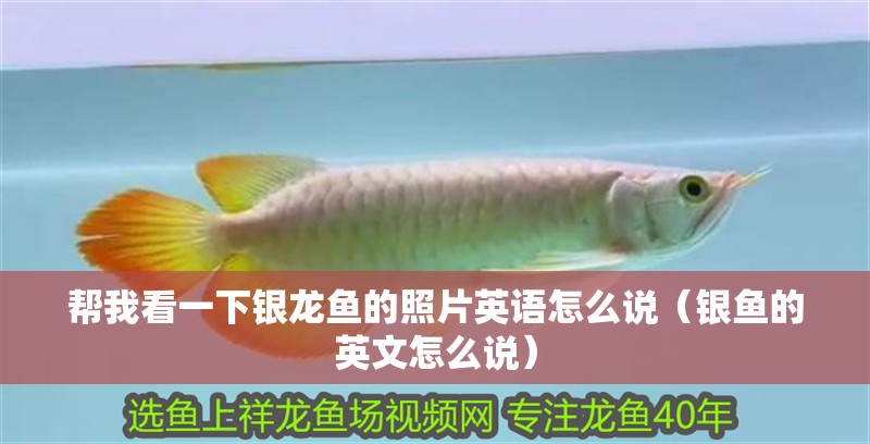 幫我看一下銀龍魚的照片英語怎么說（銀魚的英文怎么說）