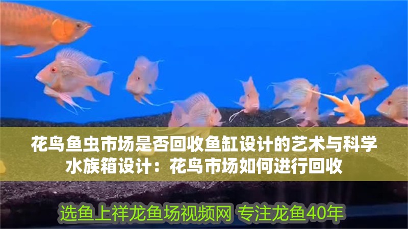 花鳥魚蟲市場是否回收魚缸設計的藝術與科學水族箱設計：花鳥市場如何進行回收