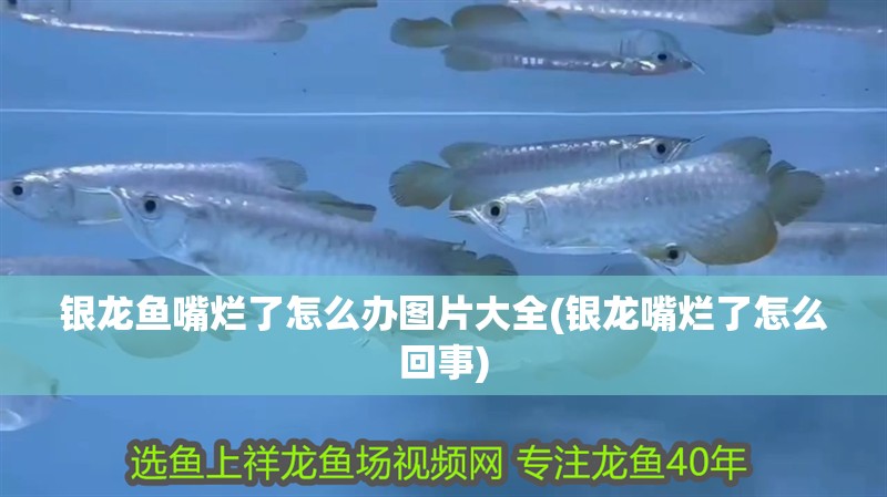 銀龍魚嘴爛了怎么辦圖片大全(銀龍嘴爛了怎么回事) 銀龍魚嘴爛了怎么辦圖片大全(銀龍嘴爛了怎么回事) 銀龍魚百科