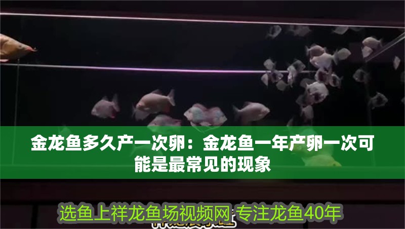 金龍魚多久產一次卵：金龍魚一年產卵一次可能是最常見的現象