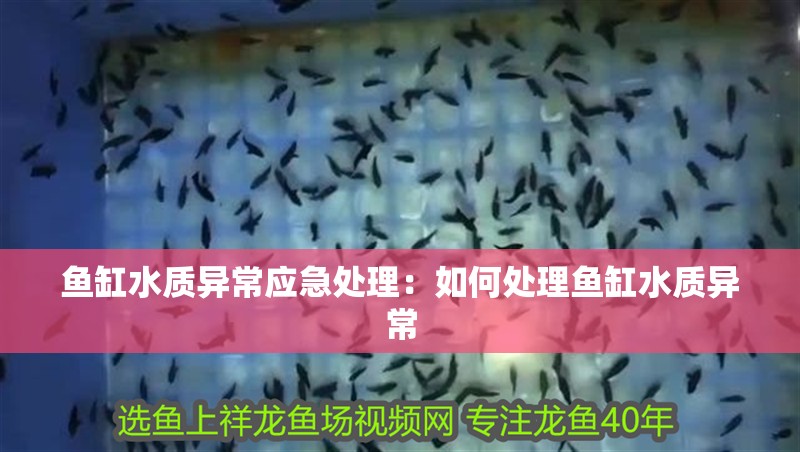 魚缸水質異常應急處理：如何處理魚缸水質異常