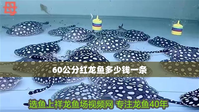 60公分紅龍魚多少錢一條