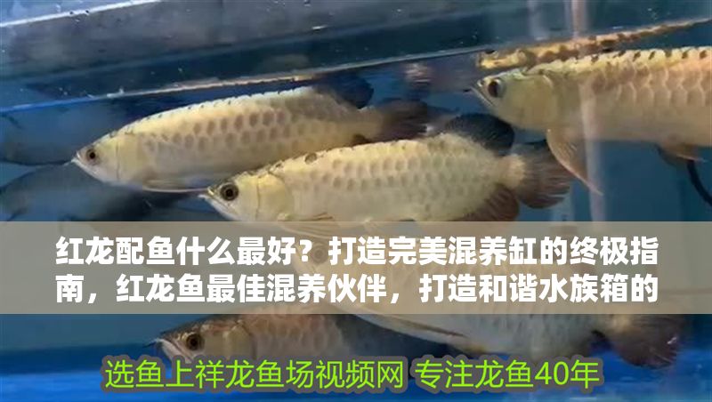 紅龍配魚什么最好？打造完美混養缸的終極指南，紅龍魚最佳混養伙伴，打造和諧水族箱的終極指南