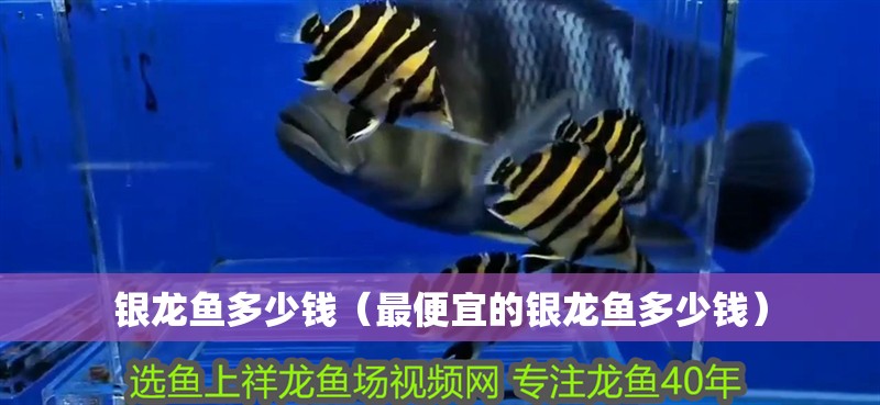 銀龍魚多少錢（最便宜的銀龍魚多少錢） 銀龍魚多少錢（最便宜的銀龍魚多少錢） 銀龍魚百科