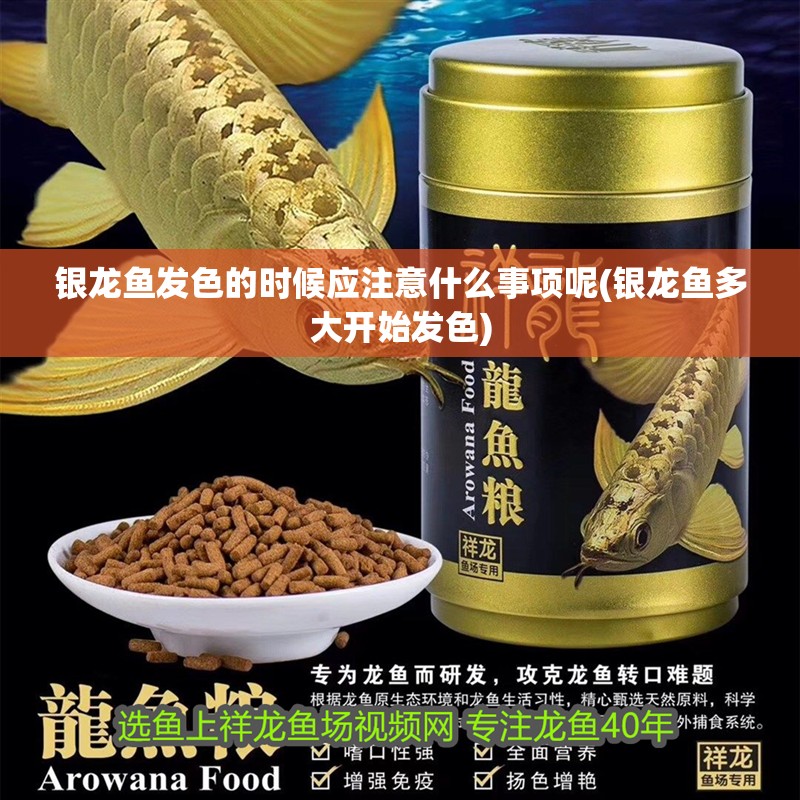 銀龍魚發色的時候應注意什么事項呢(銀龍魚多大開始發色)