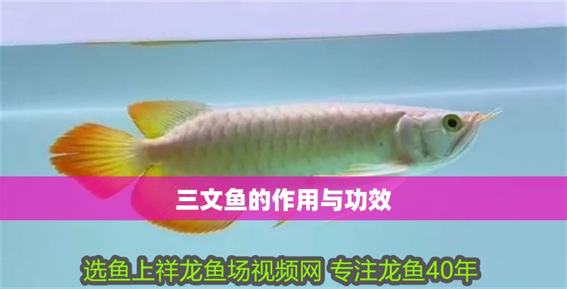三文魚的作用與功效