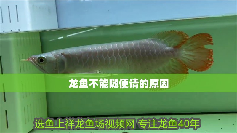 龍魚不能隨便請的原因