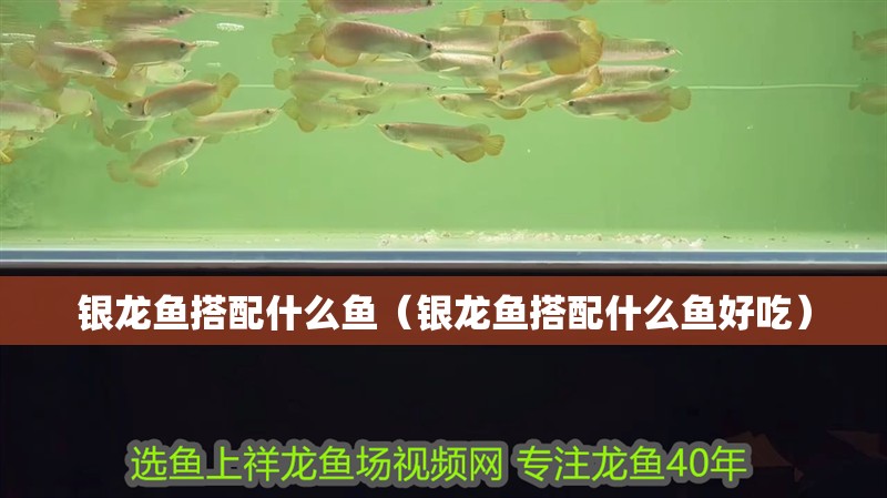 銀龍魚搭配什么魚（銀龍魚搭配什么魚好吃）