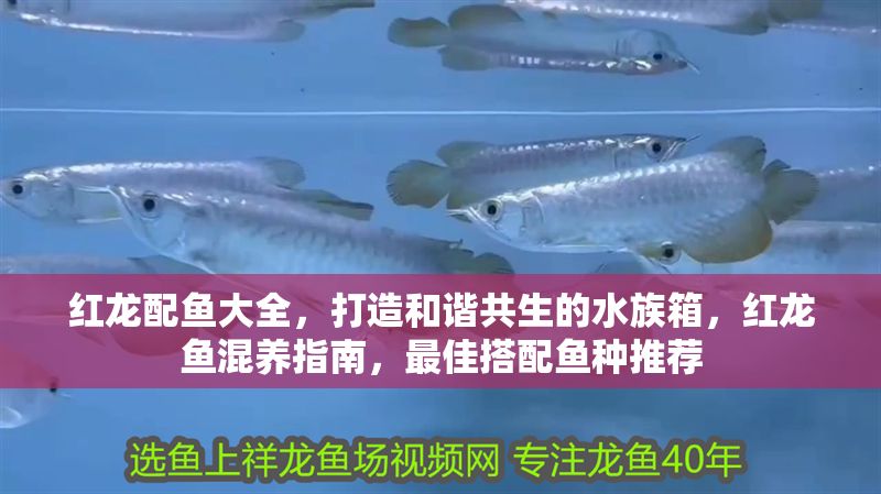 紅龍配魚大全，打造和諧共生的水族箱，紅龍魚混養(yǎng)指南，最佳搭配魚種推薦 紅龍配魚大全，打造和諧共生的水族箱，紅龍魚混養(yǎng)指南，最佳搭配魚種推薦 龍魚百科 第1張