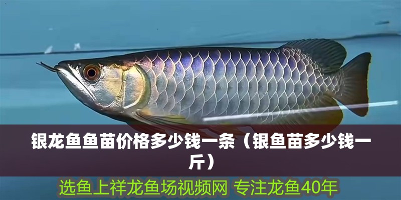 銀龍魚魚苗價格多少錢一條（銀魚苗多少錢一斤）