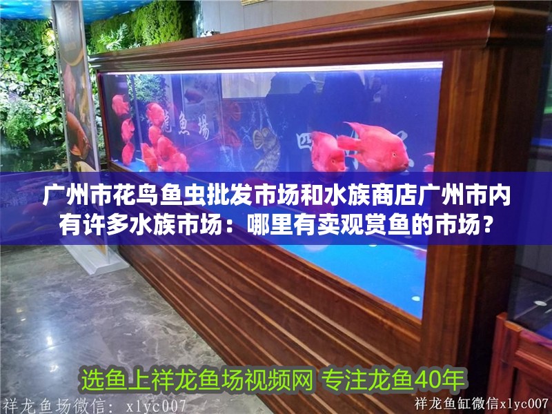 廣州市花鳥魚蟲批發市場和水族商店廣州市內有許多水族市場：哪里有賣觀賞魚的市場？