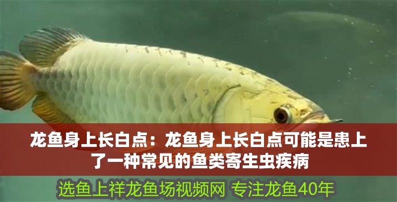 龍魚身上長白點(diǎn)：龍魚身上長白點(diǎn)可能是患上了一種常見的魚類寄生蟲疾病 龍魚身上長白點(diǎn)：龍魚身上長白點(diǎn)可能是患上了一種常見的魚類寄生蟲疾病 龍魚百科