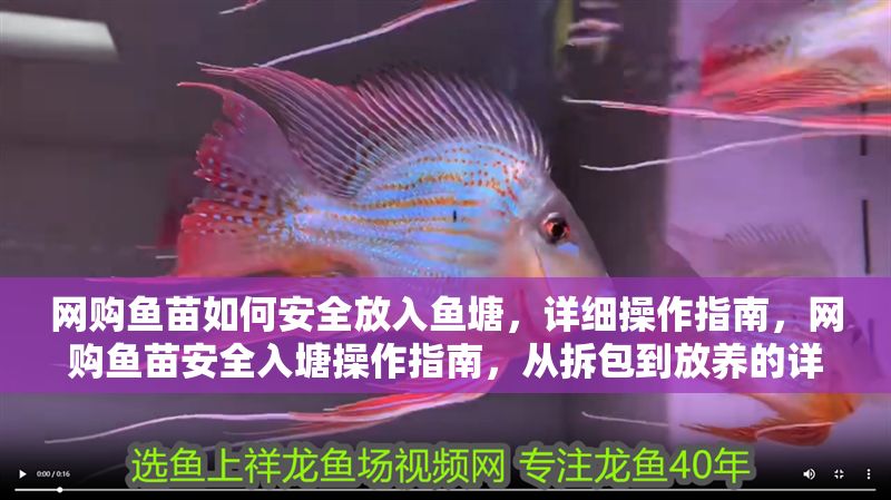 網(wǎng)購魚苗如何安全放入魚塘，詳細(xì)操作指南，網(wǎng)購魚苗安全入塘操作指南，從拆包到放養(yǎng)的詳細(xì)步驟