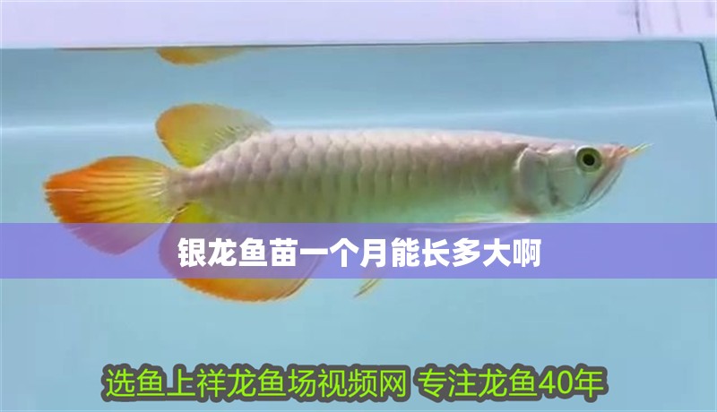 鸚鵡魚和銀龍魚混養怎樣喂食 銀龍魚苗一個月能長多大啊 銀龍魚百科 銀龍魚苗一個月能長多大啊 銀龍魚苗一個月能長多大啊 銀龍魚百科