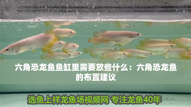 六角恐龍魚魚缸里需要放些什么：六角恐龍魚的布置建議 六角恐龍魚魚缸里需要放些什么：六角恐龍魚的布置建議 魚缸百科