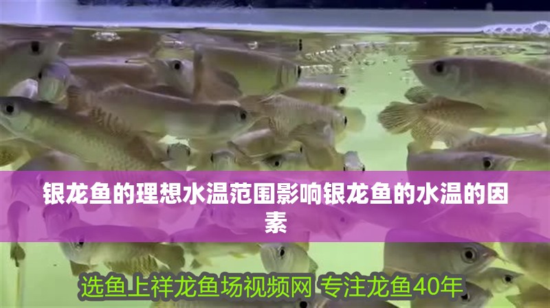 銀龍魚的理想水溫范圍影響銀龍魚的水溫的因素