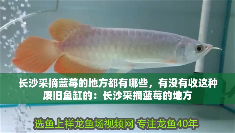 長沙采摘藍莓的地方都有哪些，有沒有收這種廢舊魚缸的：長沙采摘藍莓的地方 長沙采摘藍莓的地方都有哪些，有沒有收這種廢舊魚缸的：長沙采摘藍莓的地方 魚缸百科