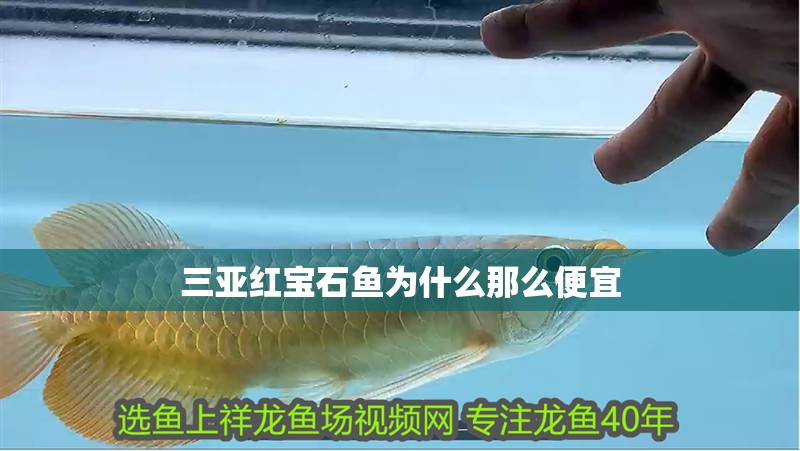 三亞紅寶石魚為什么那么便宜 三亞紅寶石魚為什么那么便宜 龍魚論壇