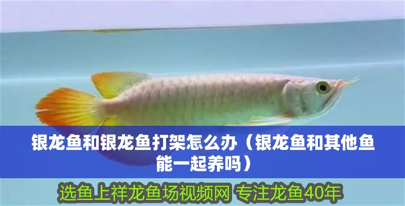 銀龍魚和銀龍魚打架怎么辦（銀龍魚和其他魚能一起養嗎）