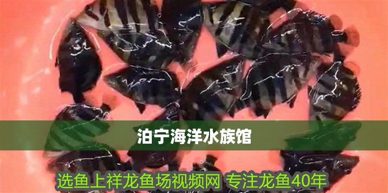 泊寧海洋水族館