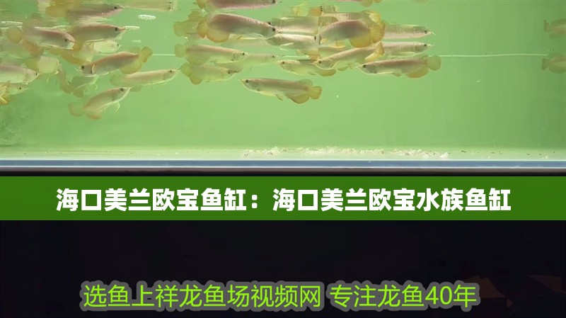 海口美蘭歐寶魚缸：海口美蘭歐寶水族魚缸