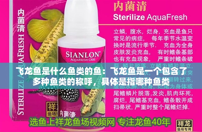 飛龍魚是什么魚類的魚：飛龍魚是一個包含了多種魚類的稱呼，具體是指哪種魚類