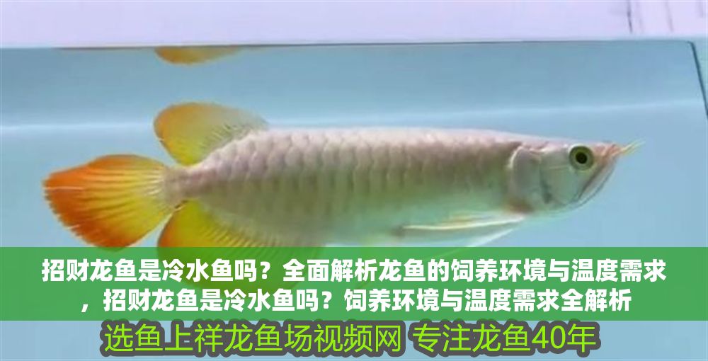 招財龍魚是冷水魚嗎？全面解析龍魚的飼養環境與溫度需求，招財龍魚是冷水魚嗎？飼養環境與溫度需求全解析