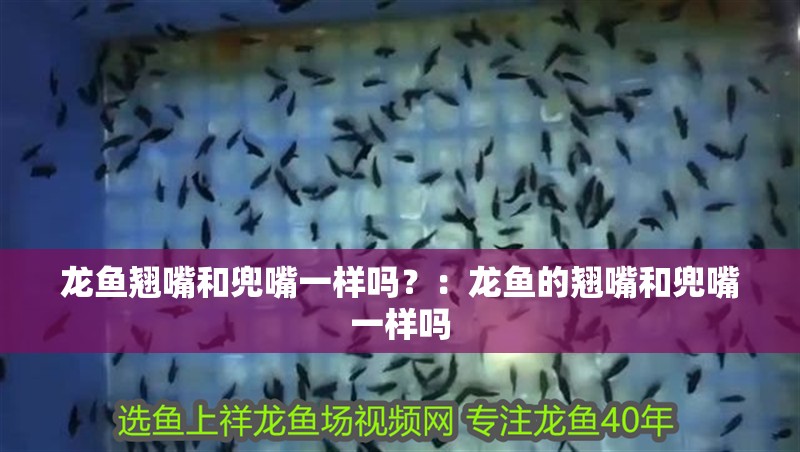 紅龍魚用黃燈烤有用嗎 龍魚翹嘴和兜嘴一樣嗎?:龍魚的翹嘴和兜嘴一樣嗎 龍魚百科 龍魚翹嘴和兜嘴一樣嗎?:龍魚的翹嘴和兜嘴一樣嗎 龍魚翹嘴和兜嘴一樣嗎?:龍魚的翹嘴和兜嘴一樣嗎 龍魚百科