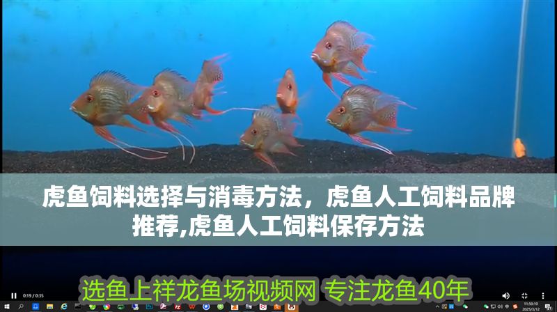 虎魚飼料選擇與消毒方法，虎魚人工飼料品牌推薦,虎魚人工飼料保存方法 虎魚飼料選擇與消毒方法，虎魚人工飼料品牌推薦,虎魚人工飼料保存方法 虎魚百科 第1張