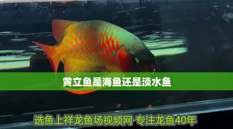 黃立魚是海魚還是淡水魚