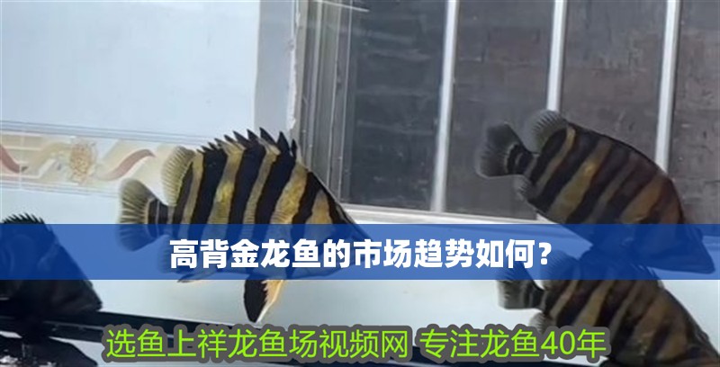 高背金龍魚的市場趨勢如何？